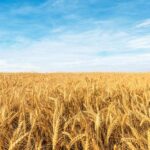 Припинення експорту не призведе до голоду в Україні, проте може&hellip;