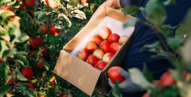 Садівникам доступний грант до €10 тисяч за новою програмою — КУРКУЛЬ 6