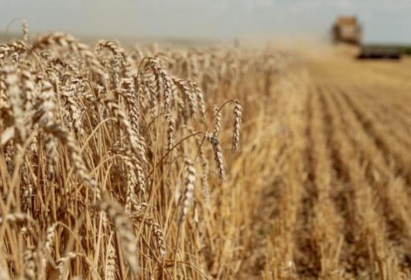 Зібрано 30% урожаю пшениці: Західні області випереджають за врожайністю, Південні — за загальним обсягом намолоту — КУРКУЛЬ