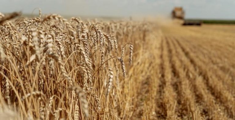 Зібрано 30% урожаю пшениці: Західні області випереджають за врожайністю, Південні — за загальним обсягом намолоту — КУРКУЛЬ 9 Зібрано 30% урожаю пшениці: Західні області випереджають за врожайністю, Південні — за загальним обсягом намолоту — КУРКУЛЬ 9