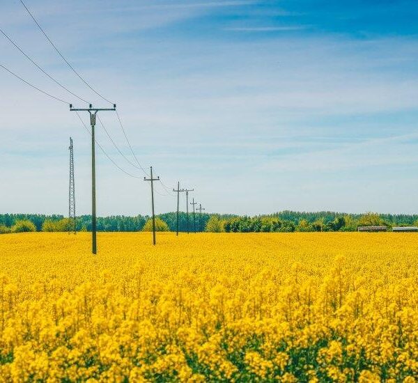 Ріпак в Європі досяг дворічного максимуму цін через конфлікт та нафту — АГРОПОЛІТ