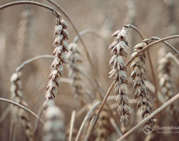 Колорадські жуки знищили зернові культури в кількох регіонах — SuperAgronom.com