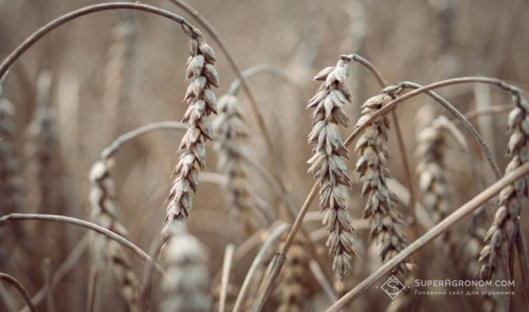Колорадські жуки знищили зернові культури в кількох регіонах — SuperAgronom.com 10 Колорадські жуки знищили зернові культури в кількох регіонах — SuperAgronom.com 10