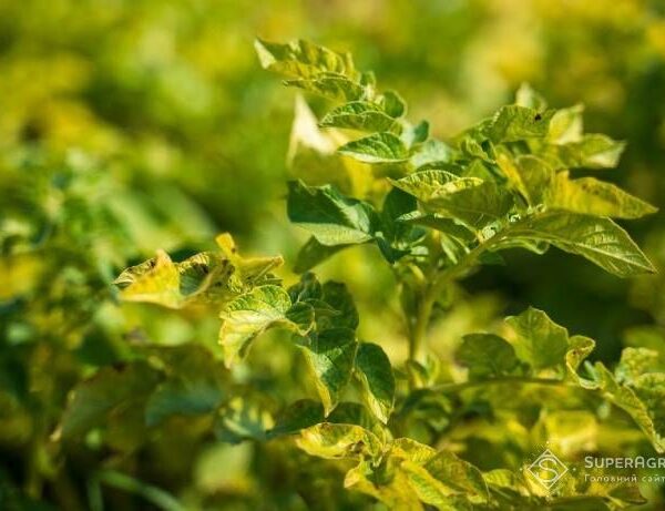 Картопляний урожай 2026 року під ризиком через дефіцит вологи: прогнозування цін ускладнене — SuperAgronom.com