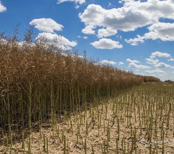На Черкащині град пошкодив посіви ріпаку під час збору врожаю — SuperAgronom.com