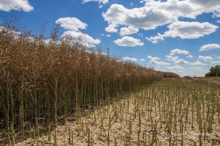 На Черкащині град пошкодив посіви ріпаку під час збору врожаю — SuperAgronom.com 9
