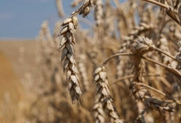 Україна: Сприятливі погодні умови підвищують шанси на врожай пшениці — USDA — KURKUL
