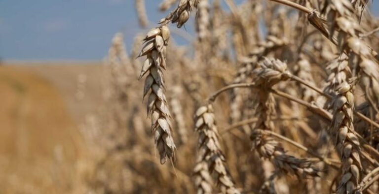 Україна: Сприятливі погодні умови підвищують шанси на врожай пшениці — USDA — KURKUL 1 Україна: Сприятливі погодні умови підвищують шанси на врожай пшениці — USDA — KURKUL 1
