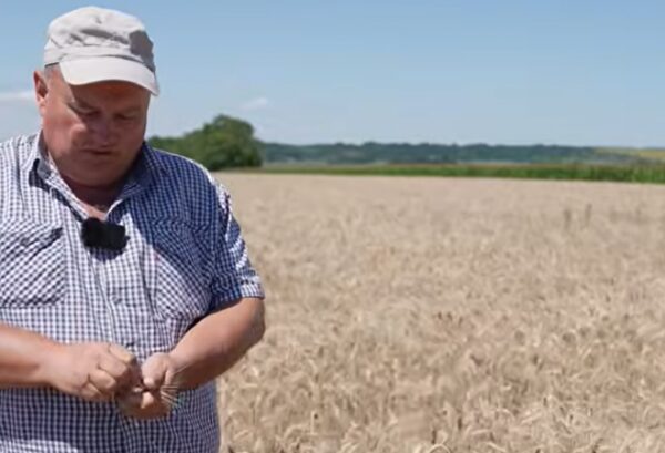Озимий ріпак тричі гинув і тричі відроджувався — полтавський агроном — КУРКУЛЬ
