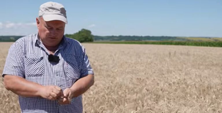 Озимий ріпак тричі гинув і тричі відроджувався — полтавський агроном — КУРКУЛЬ 5