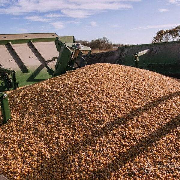 Через призупинення відвантаження аграрії утримуються від продажу зерна, що призводить до зниження вартості — SuperAgronom.com