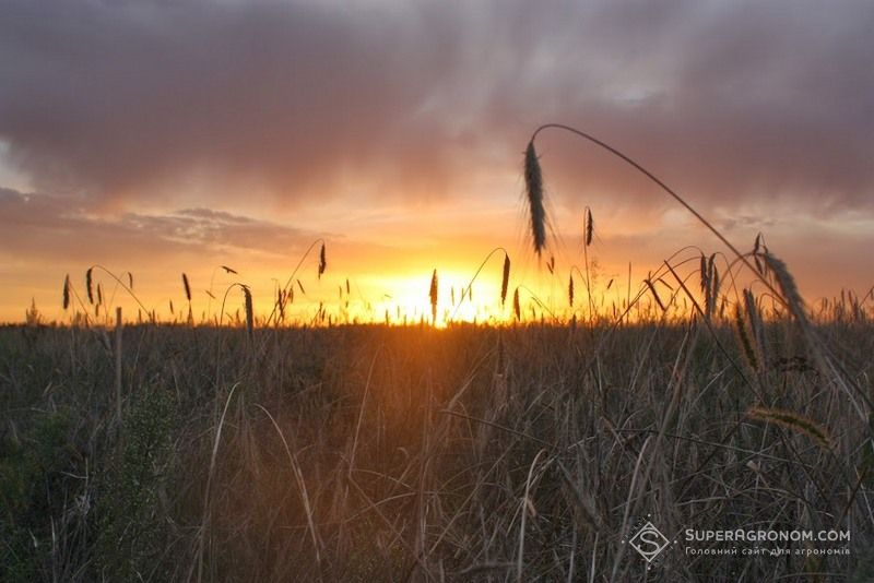 Winter wheat