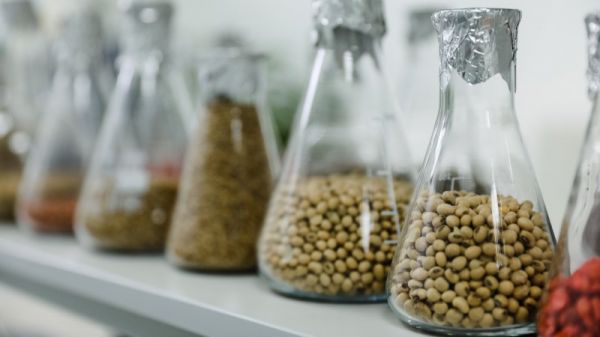 Картопляний урожай 2026 року під ризиком через дефіцит вологи: прогнозування цін ускладнене — SuperAgronom.com 3