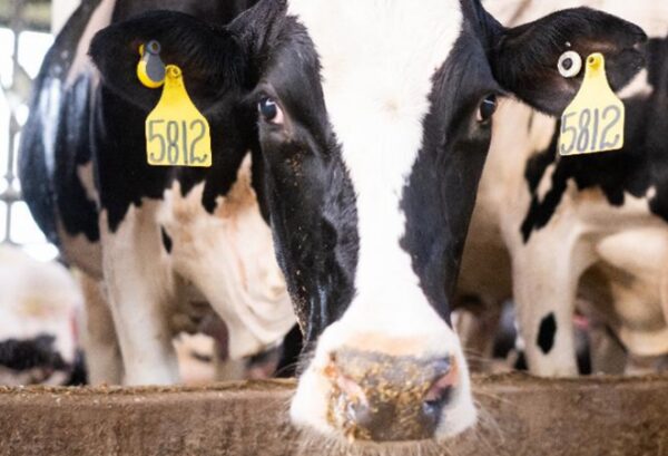 ГОЛОВНА 19 GEA покращила хмарну систему контролю корів CowScout — КУРКУЛЬ