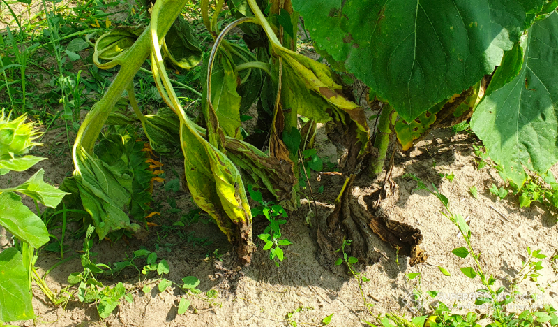 Sclerotinia threatens sunflower and soybean across Ukraine due to weather conditions Sclerotinia threatens sunflower and soybean across Ukraine due to weather conditions