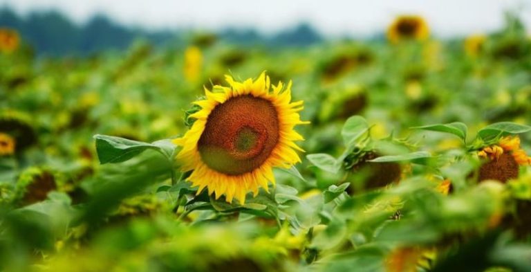 Аграрні експерти оцінюють майбутній врожай кукурудзи та соняшнику за областями — КУРКУЛЬ 5