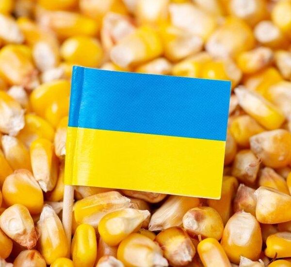 ГОЛОВНА 13 Зниження цін на українську кукурудзу внаслідок нападів на порти: покупці…