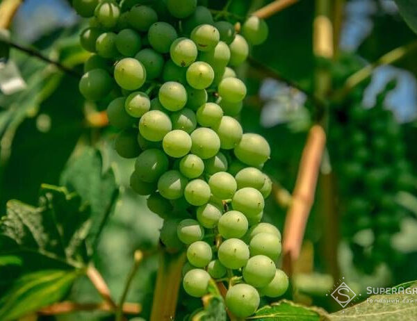 Користь від місцевих сортів винограду для українського виноробства — SuperAgronom.com