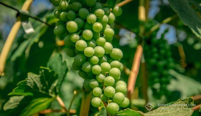 Користь від місцевих сортів винограду для українського виноробства — SuperAgronom.com 3 Користь від місцевих сортів винограду для українського виноробства — SuperAgronom.com 3