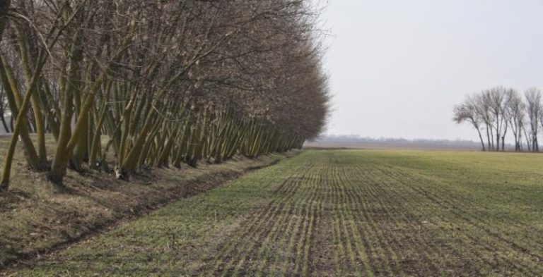Придбати земельну ділянку легше, ніж постійно бути залежним від орендної плати — аграрій — КУРКУЛЬ 1