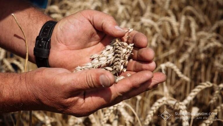 Вирощування пшениці на Дніпропетровщині стає невигідним — SuperAgronom.com 2