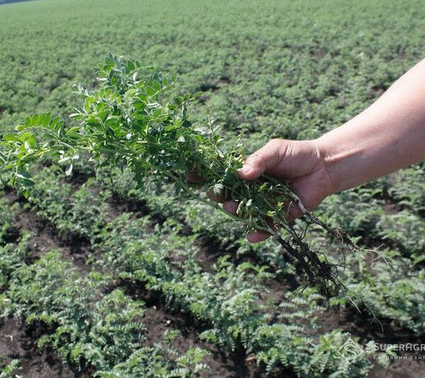 Зменшення засолення ґрунту в 17 разів за чотири роки: урок&hellip;