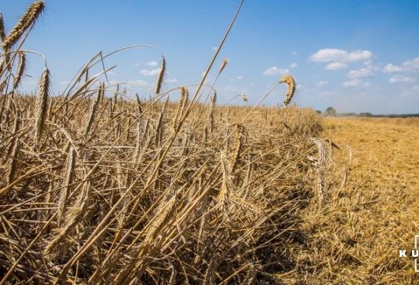 Українське жито програє конкуренцію на глобальному рівні — аналітик — КУРКУЛЬ
