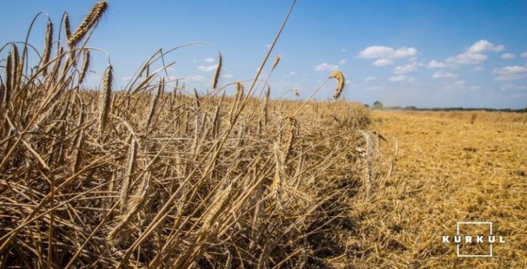 Українське жито програє конкуренцію на глобальному рівні — аналітик — КУРКУЛЬ 2 Українське жито програє конкуренцію на глобальному рівні — аналітик — КУРКУЛЬ 2