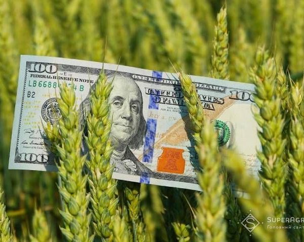 Прогноз урожаю, стан зернових культур у різних областях та логістичні перспективи: експерти надали свою думку — SuperAgronom.com