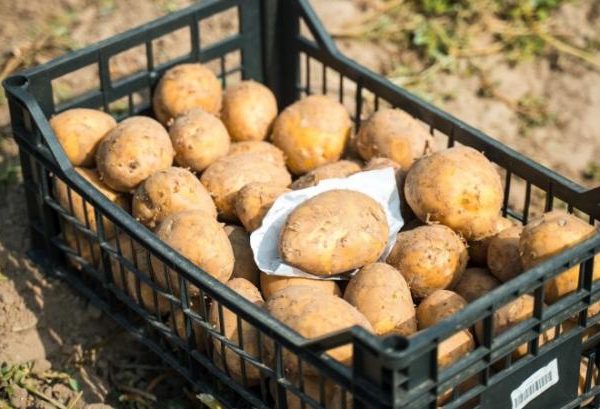 Повідомляється про очікуване зростання цін на картоплю в Україні у зв’язку зі зменшенням врожаю — КУРКУЛЬ