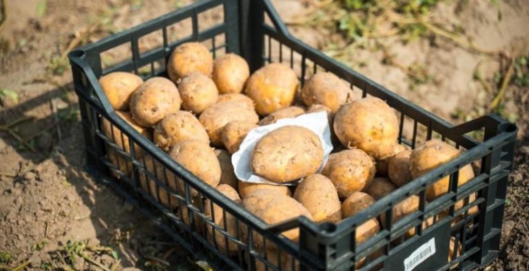 Повідомляється про очікуване зростання цін на картоплю в Україні у зв'язку зі зменшенням врожаю — КУРКУЛЬ 5 Повідомляється про очікуване зростання цін на картоплю в Україні у зв'язку зі зменшенням врожаю — КУРКУЛЬ 4