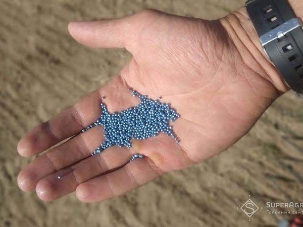 Агрохолдинги розпочали осінню посівну кампанію: висівають ріпак на врожай 2027 року — SuperAgronom.com