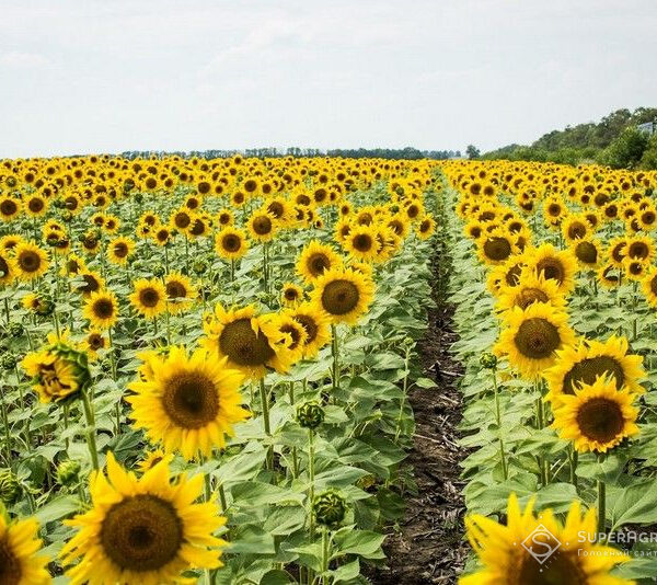 Чому рослини відчувають нестачу калію навіть на родючих ґрунтах – пояснив експерт – SuperAgronom.com
