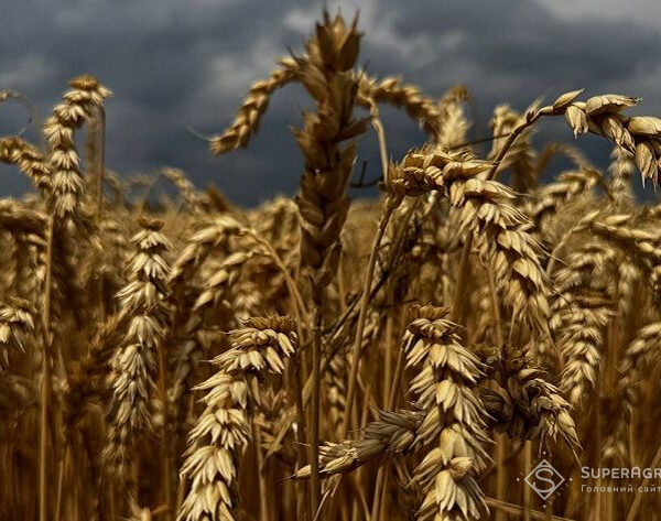 Bayer та RAGT розпочинають масштабний продаж гібридної пшениці — SuperAgronom.com