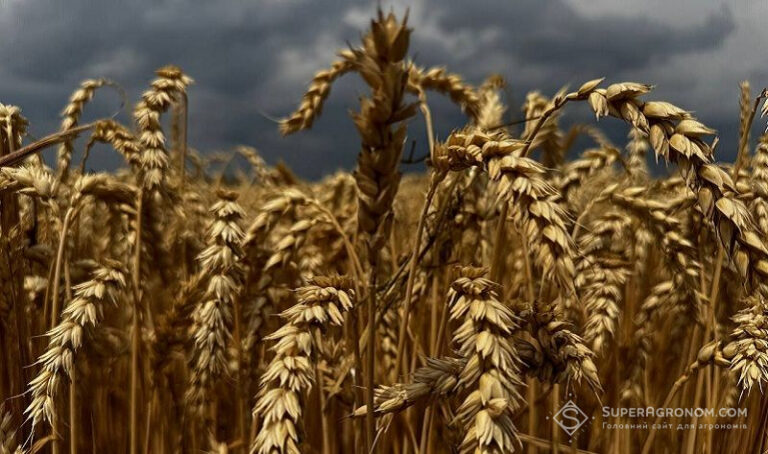 Bayer та RAGT розпочинають масштабний продаж гібридної пшениці — SuperAgronom.com 6