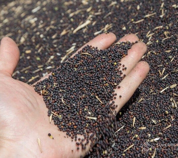 Незважаючи на падіння вартості, ріпак все ще приносить прибуток — ПУСК — SuperAgronom.com