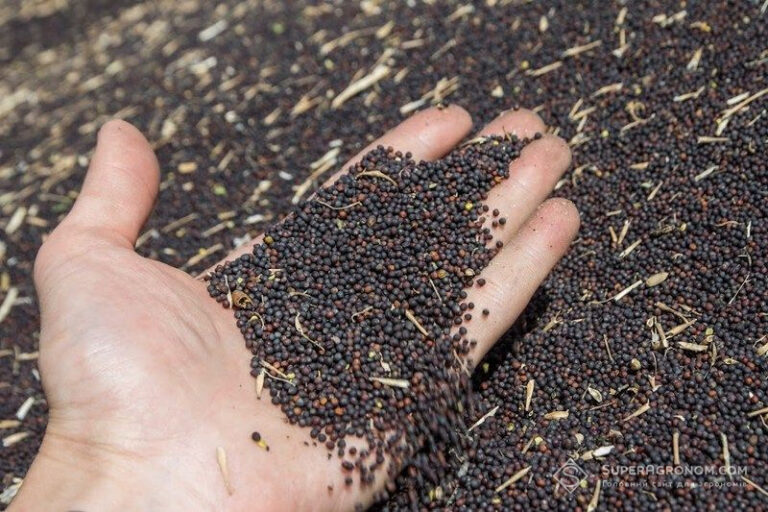 Незважаючи на падіння вартості, ріпак все ще приносить прибуток — ПУСК — SuperAgronom.com 5 Незважаючи на падіння вартості, ріпак все ще приносить прибуток — ПУСК — SuperAgronom.com 5