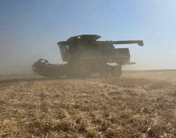 Збір зернових на Херсонщині сягає понад 5 тонн з гектара, проте внаслідок атак дронів втрачено 5 тисяч гектарів посівних площ — SuperAgronom.com