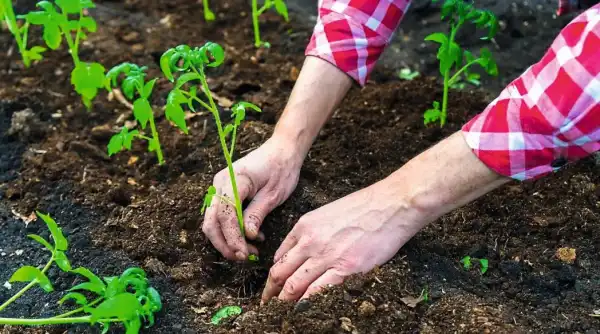 Чому скручуються листя та верхівки томатів 23