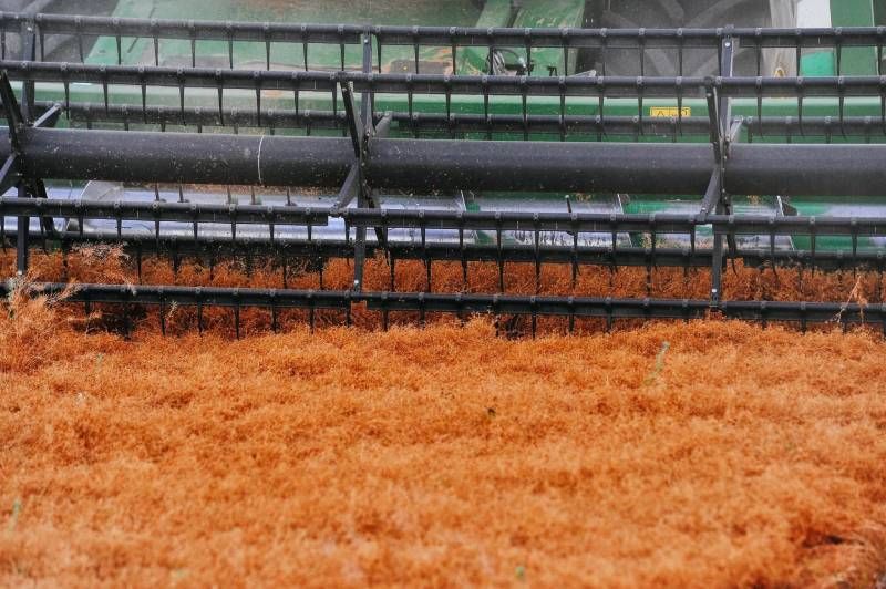 Lens yield from 1.5 to 2.4 t/ha: harvest results for legumes in Odesa region Lens yield from 1.5 to 2.4 t/ha: harvest results for legumes in Odesa region
