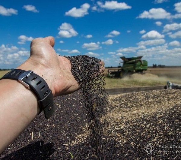Збір врожаю 2026 року на Кіровоградщині: врожайність усіх ранніх культур перевершила показники минулого року — SuperAgronom.com