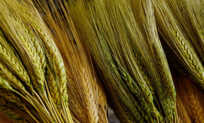 Пшениця дорожчає через проблеми з судноплавством у Чорному морі 2 yellow and green woven textile