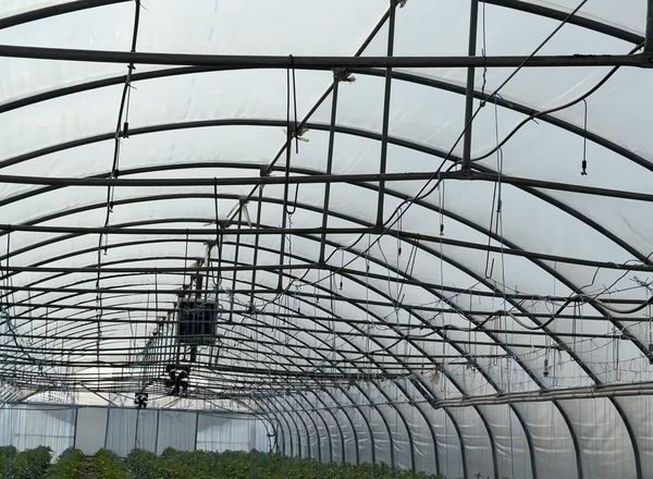 Витрати на гектар овочів сягнули 450 тис. грн