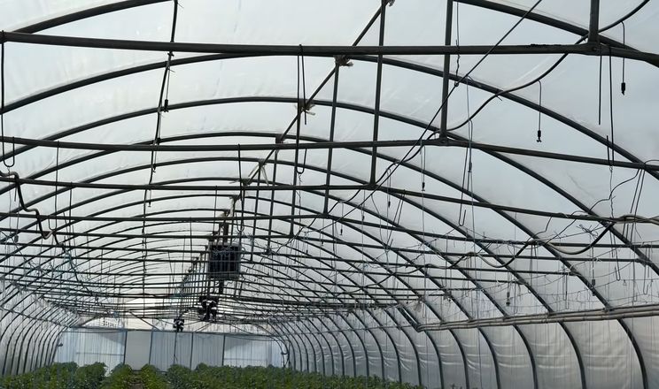Витрати на гектар овочів сягнули до 450 тис. грн