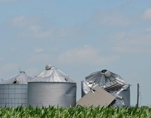 USDA прогнозує збільшення врожаю зернових в Україні, але зменшує прогноз експорту