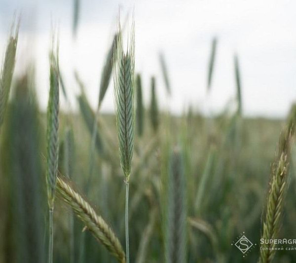 Жито вигідніше за пшеницю на Поліссі: досвід одного господарства