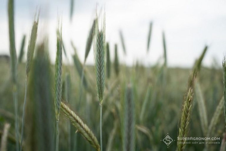 Жито вигідніше за пшеницю на Поліссі: досвід одного господарства 4