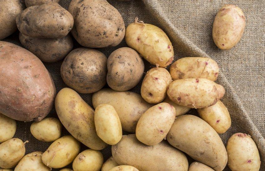 Ціни на картоплю в Україні: кілограм коштує 7 гривень наприкінці серпня 2 Наразі українські виробники продають картоплю по 6–12 грн/кг