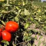 Вінницький садівник вклав $30 тис. в овочевий експеримент