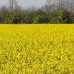 Зниження вартості ріпаку в Україні спричинене труднощами з вивезенням: аграрії&hellip;